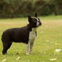 hunderennen_ddc_090717-248