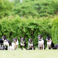 00-die-motten-aktuell-2015