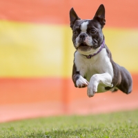 01-darwin-von-bardonique-9-monate-alt-mai-2015