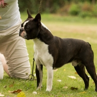 01hunderennen_ddc_090717-298