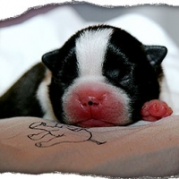 Wo1_belliniVbardonique_3567