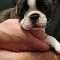 42880982_1881920828522100_1649610149989449728_n