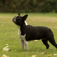 hunderennen_ddc_090717-263