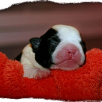 Wo1_belmondoVbardonique_3581