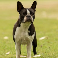 hunderennen_ddc_090717-281