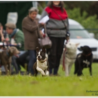 15-claire_hunderennen