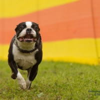 03emelie-hunderennen2013